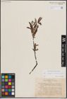 Foto von Salix eleagnos Scop. x Salix waldsteiniana Willd.